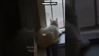 Kareees Plan 🤣 #funny #cat #shorts #dog #shortsfeed #animals #dubbingdappa #petscomedy #catvideos
