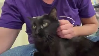 ADOPTED! Gabby - beautiful loving lap cat!