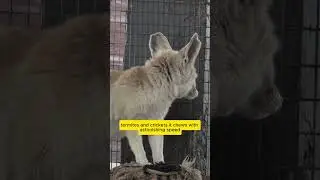 Bat eared Fox