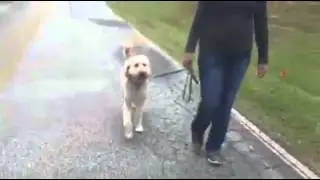 Reactive Lunging Pulling Dog Turned Into Calm Polite Dog in Minutes