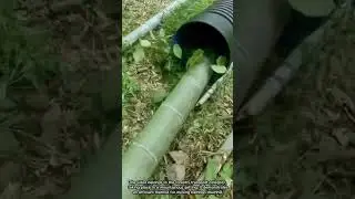 Clever Method to Transport Cut Bamboo Downhill Using Large Plastic Pipes