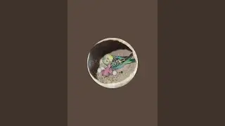 Bajriparrot live