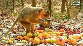 All Monkeys In Amber Troop Eating Full Of Fruits