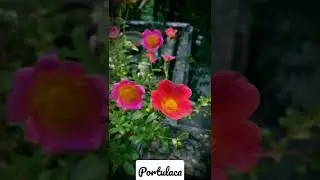 🌱💮
