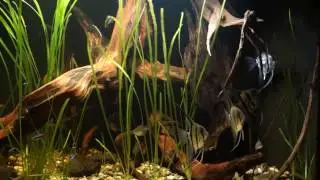 S&uuml;damerika - Aquarium (Einrichtung vom 13.03.2017) Salmler & Skalare