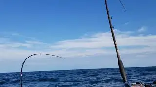 Lake erie walleye chop