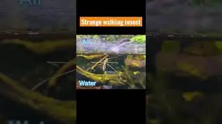 Water Stick Insect - Ranatra linearis 게아재비 물사마귀
