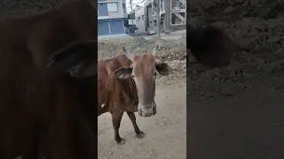 Viral 🐮 cow 🐄 sound 🔊🧿 #funny #cow #gaiyameriaatihai #cowsound #merigaiya #viral #gaai #animalsounds