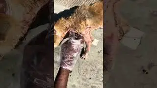 Dog Rescue 🤧 #dog #animal #doglover #rescue #dogrescuevideo