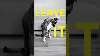 How to teach your dog the LEAVE IT command  #dogcoach #puppytraining