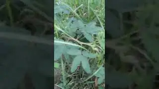 shy leaf || शर्मीली पत्ते || kaise शर्माता है