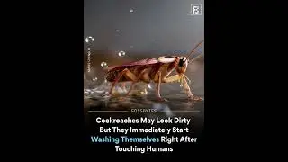 Cockroaches Clean Themselves After Touching Humans 😳 CockroachFacts #NatureFacts #AnimalBehavior