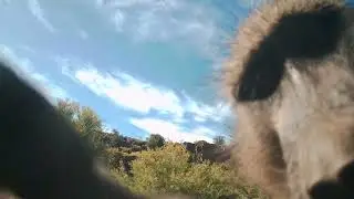 Curious Creatures at Mont Eco
