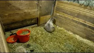 LambCam