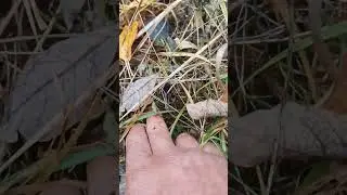 Секретные грибы 🧐