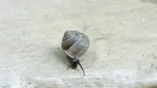 Helicina (Olygyra) orbiculata (Say, 1818) Globular Drop Snail