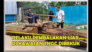 PELAKU PEMBALAKAN LIAR DI KAWASAN TNGC DIBEKUK