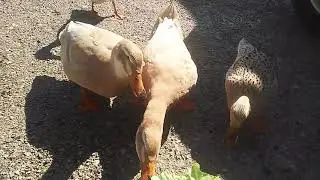 Killer Enten beim erlegen (EntenSaurus)