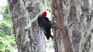 Magellanic Woodpecker, Chile / Carpintero Negro, Chile / Campephilus magellanicus