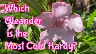 Which Oleander is the Most Cold Hardy?
