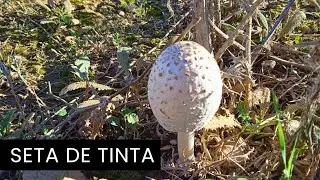 Seta de tinta (Coprinus comatus).