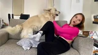 Dog's Reaction To Sounds: baby crying, a cat meowing, a doorbell, a toy squeaking