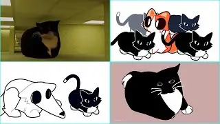 maxwell cat Compilation