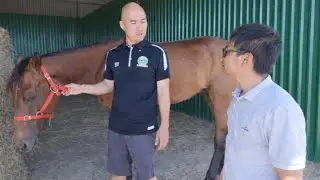 HÔM NAY THÉP GIẢI ĐÁP THẮC MẮC CỦA KHÁN GIẢ CHIẾN MÃ  🐎 TRIỆU PHONG MUA BAO NHIÊU TIỀN