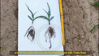 Turbo root on Maize (EN)