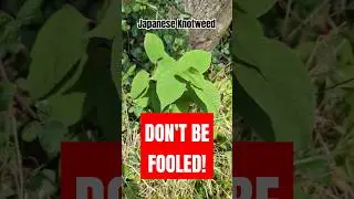 Have You Seen this Super Weed Growing in the UK?
