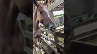 Potrillo Sin Labios