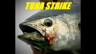 [NANOFISH] Shore Jigging: Tuna strike x2
