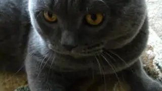 BoNzo - Relaxing Cat (Одинокий Британец приглашает невест)