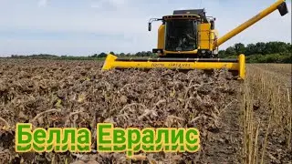 Уборка подсолнуха 2019! New Holland TC 5.90