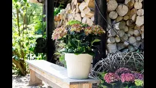 CAST 2022 Hydrangea BloomChampion&reg; Rosso Glory