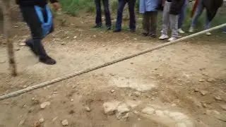 Preparen el pi de Pollença