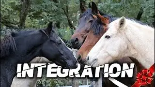 COMMENT L'INTEGRER DANS LE TROUPEAU