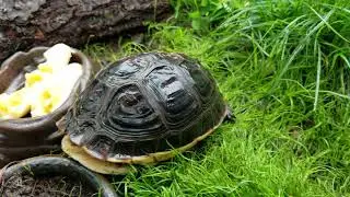Cuora Flavomarginata (Chinese Box Turtles) enjoying the rain!