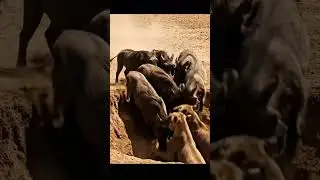 Warthogs vs lions funny video #trendingshorts #animals #lion #music #wildlife #wildanimals#comedy