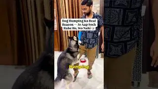 Dog Humping Ka Real Reason Kya Hai? 🐶 | Dog Behaviour Explained #dog #pets  #dogparents #petparents