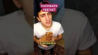 Лови Капибару #юмор #рекомендации #приколы