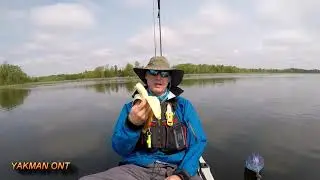 Bananas Are Bad Luck Fishing