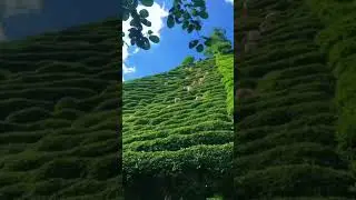 The fastest way to transport picked tea leaves down the mountain #satisfying #farming #agriculture