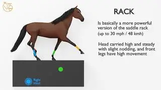 The horse RACK gait explained!