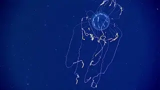 EX1702 Dive 09 Vailulu'u Seamount Feb 24 2017