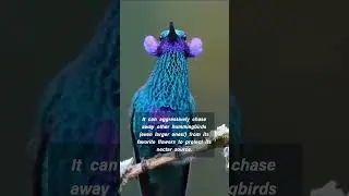 Sparkling Jewel in the Sky: meet the Sparkling violetear