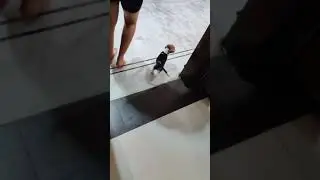 Beagle Puppy Getting Excited For Food // Puppy Food Eating Video // Milo The Beagle