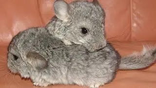 How Chinchilla giving birth?