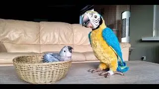 The Official Squawkers Macaw Song