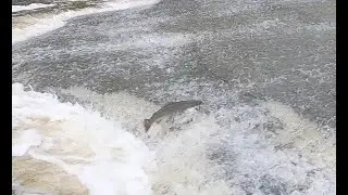 Ohio Steelhead: A First-Timers Take